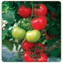 RT20 Jinshun f1 híbrido semillas de tomate indeterminado de alto rendimiento para invernadero
